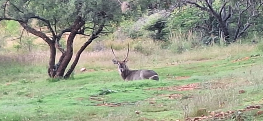 10 Bedroom Property for Sale in Swartruggens North West